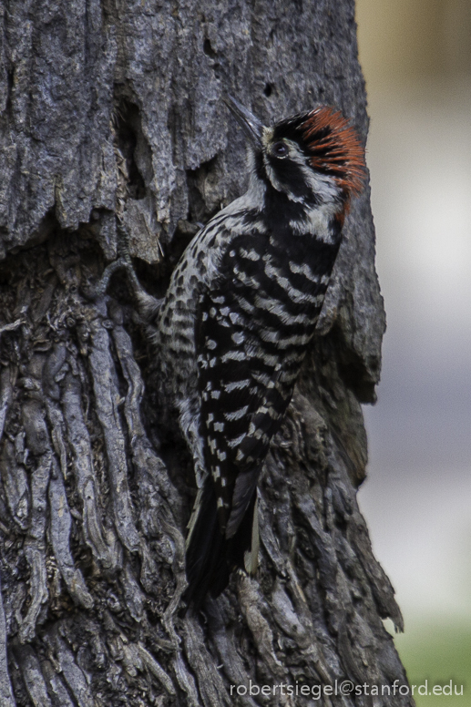 woodpeckers